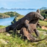 Komodo Tour