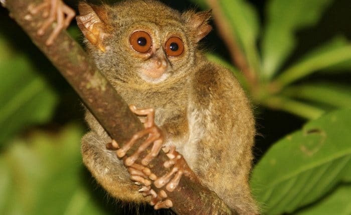 Tangkoko Tour