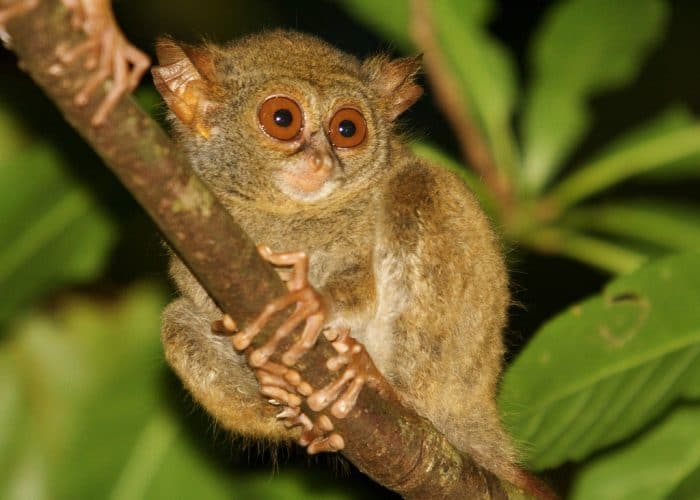 Tangkoko Tour