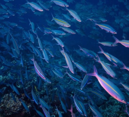 Komodo Diving for Schooling Fish