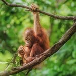 Orangutan Tours